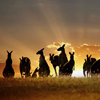 Voyageurs du Vin Coffret Australie et Nouvelle-Zélande 2018